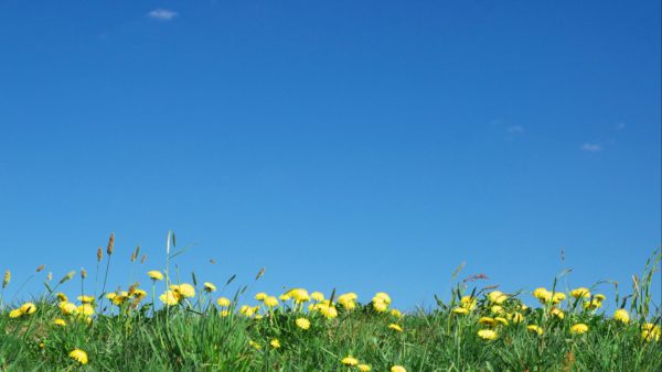 dandelions-under-bright-blue-sky